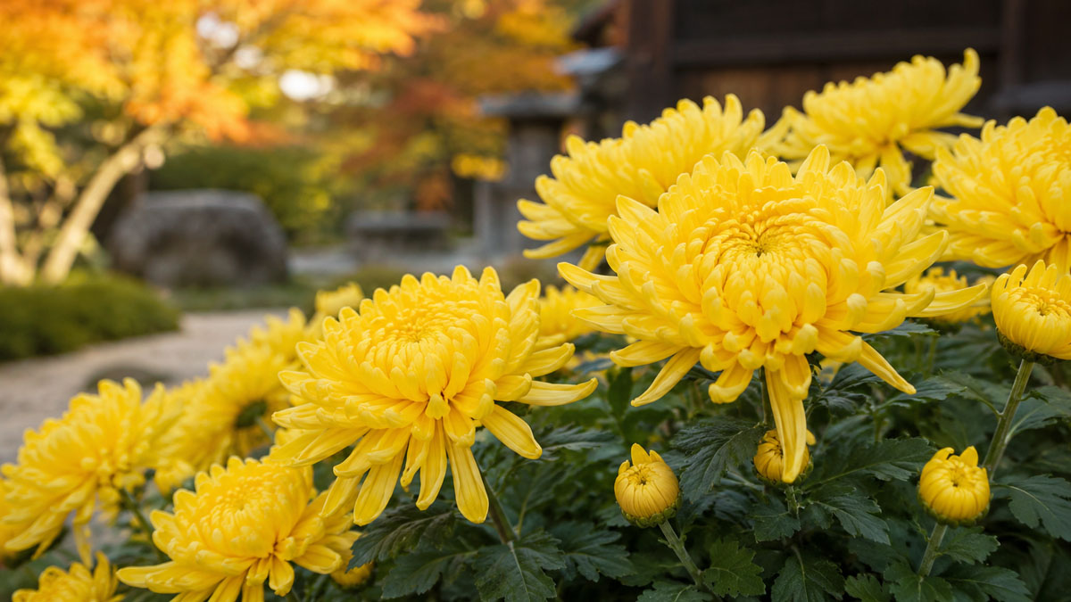 二十四節気「寒露」と七十二候「菊花開」の季節写真