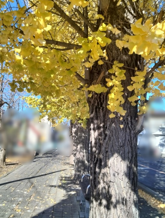 「吾妻小富士のウサギと紅葉、そしてWEB」に掲載している画像