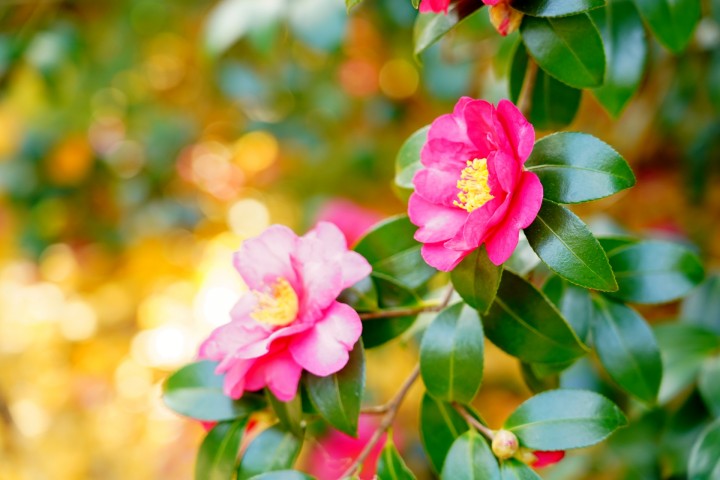 「年末のご挨拶」に掲載している画像
