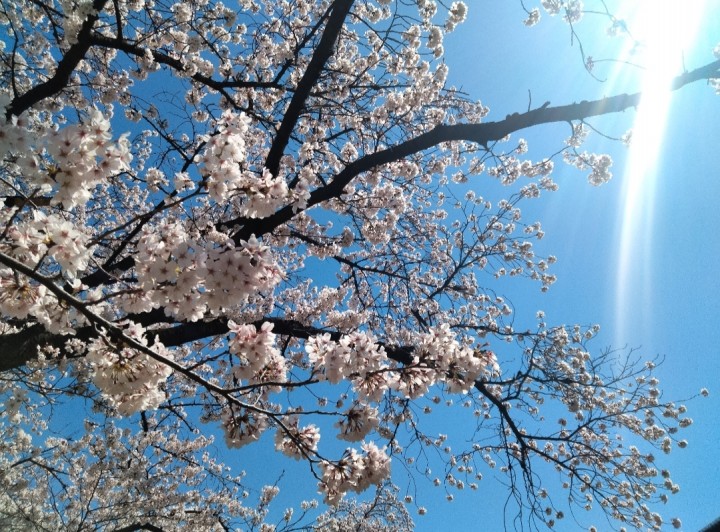 「満開の桜の木の下で」に掲載している画像