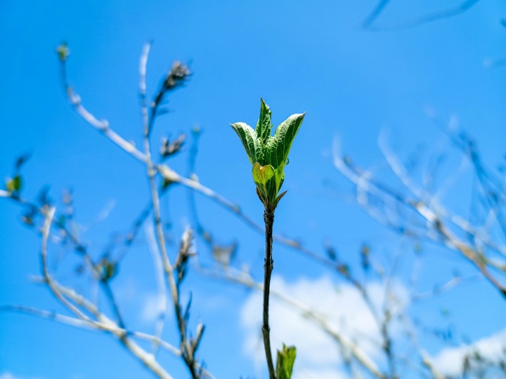 「植物が芽吹くこの時期は」に掲載している画像