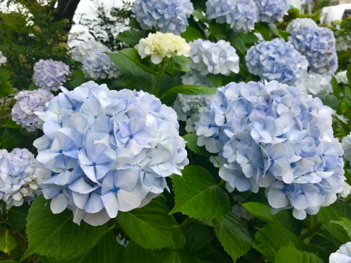 「喜びをひろげる」に掲載している画像