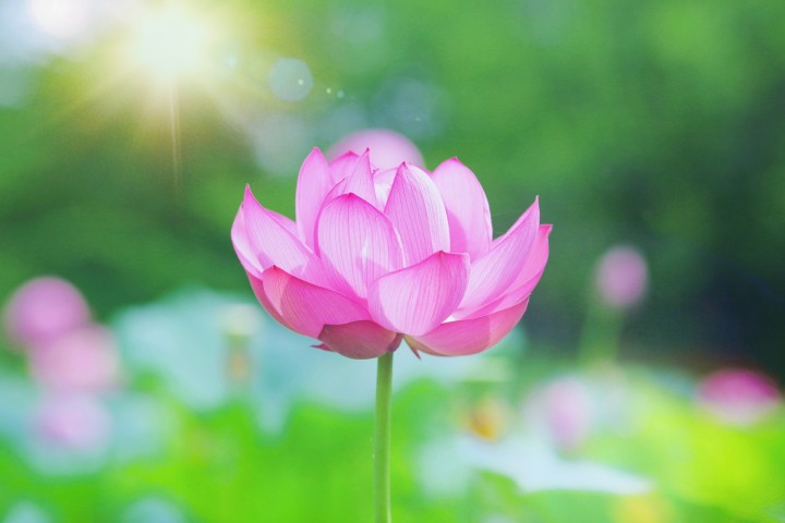 「自分の本質を開花させながらそれを生業にしたい方」に掲載している画像