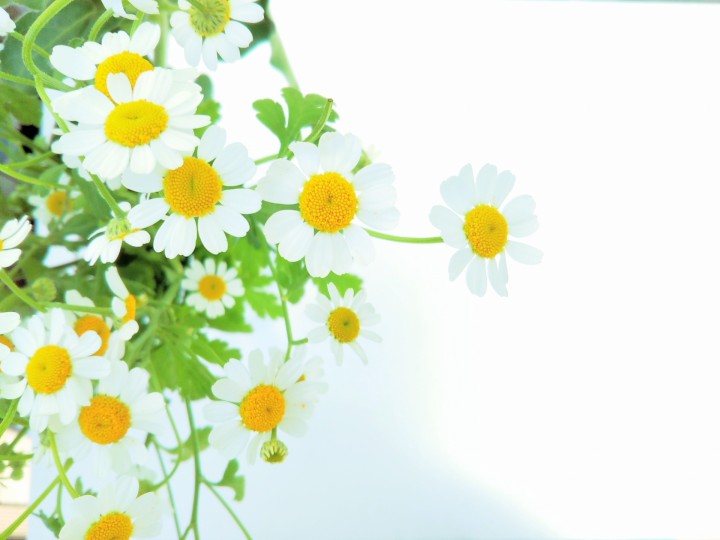 「命の花を咲かせよう」に掲載している画像
