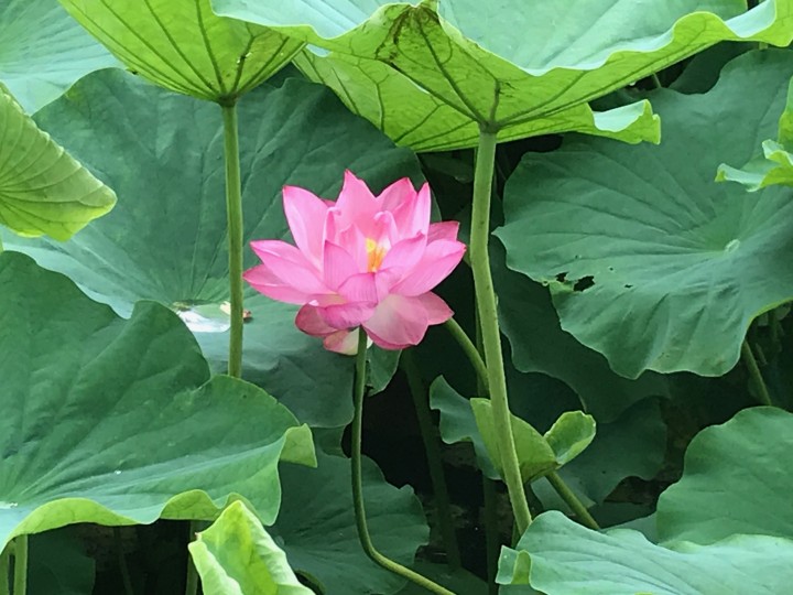「自由について」に掲載している画像