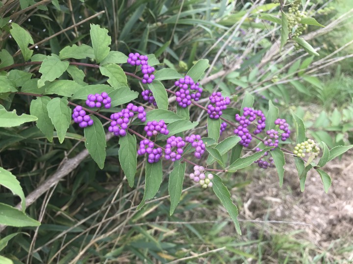 「季節の変わり目」に掲載している画像
