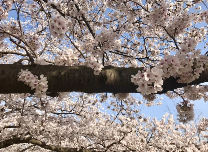 「地に足をつけながら」に掲載している画像