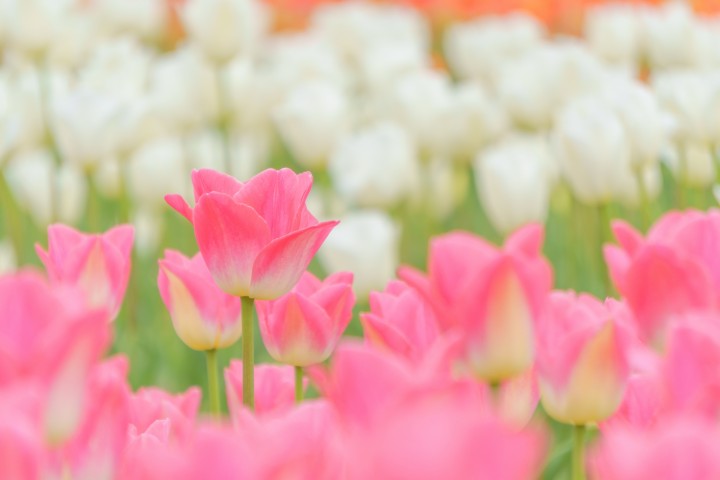 「「つながり」にあたたかな気持ち」に掲載している画像