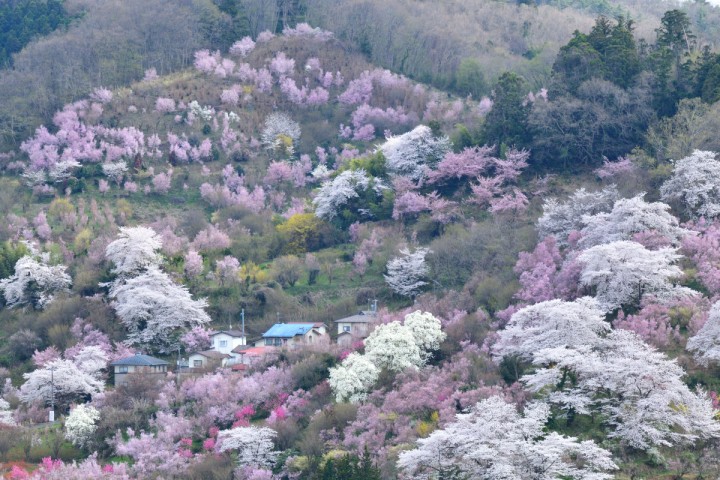 「こころの豊かさ」に掲載している画像
