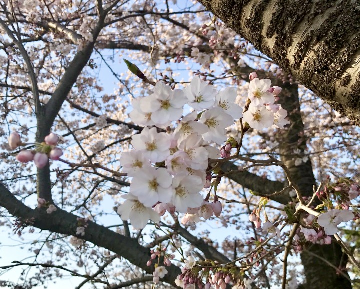 「お花見」に掲載している画像