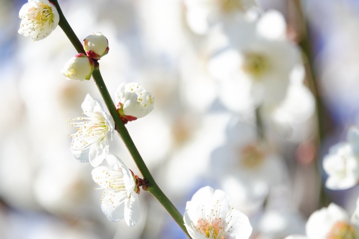 「わたしにとっての宝物」に掲載している画像