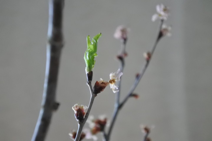 「葉桜と今日のできごと」に掲載している画像