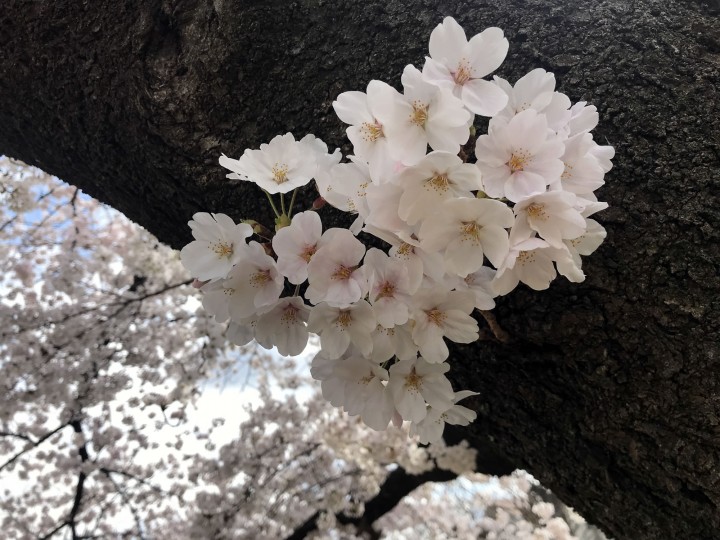 「桜とメールフォーム」に掲載している画像