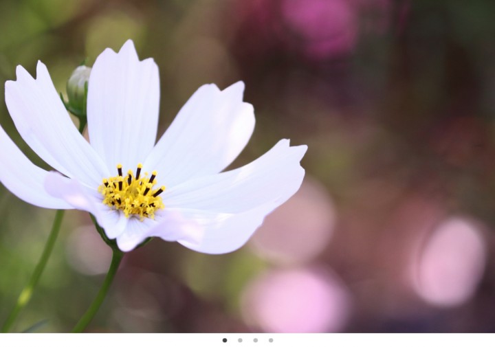 「SlickスライダーとCMS」に掲載している画像
